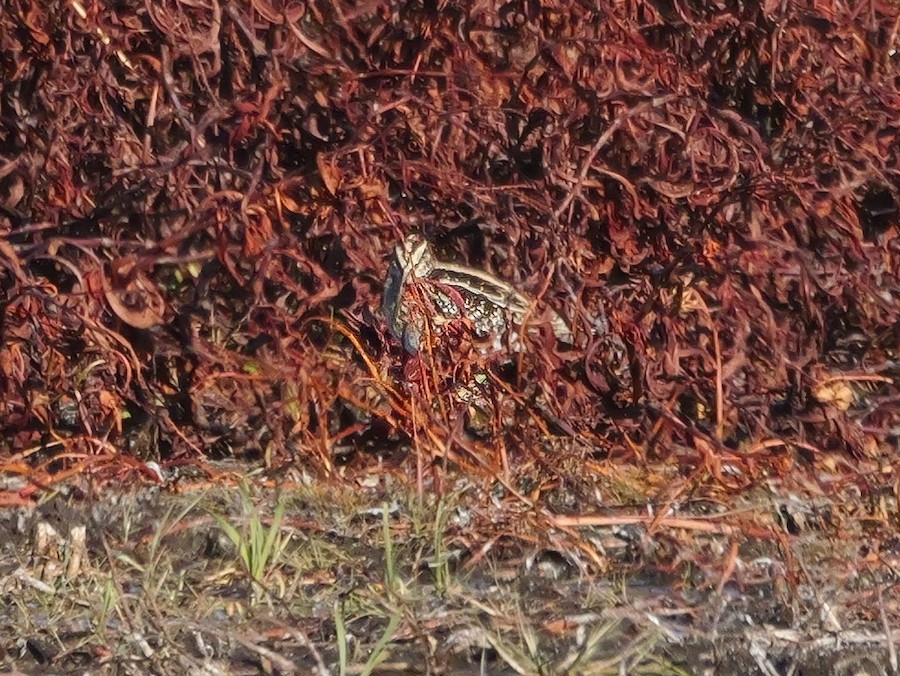 Wilson's Snipe - Roger Horn