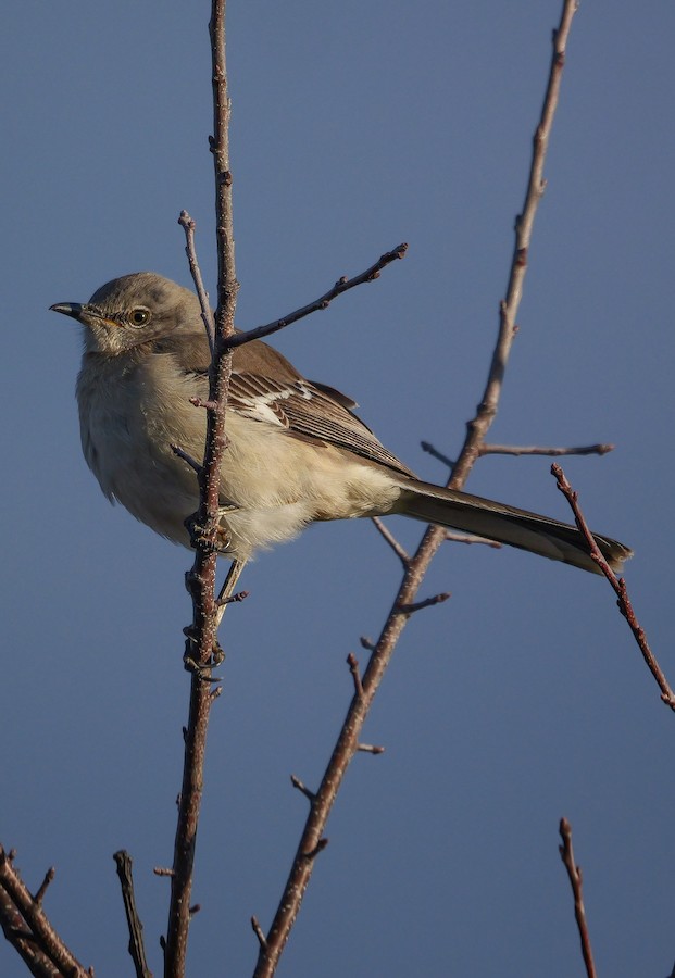 Northern Mockingbird - Roger Horn