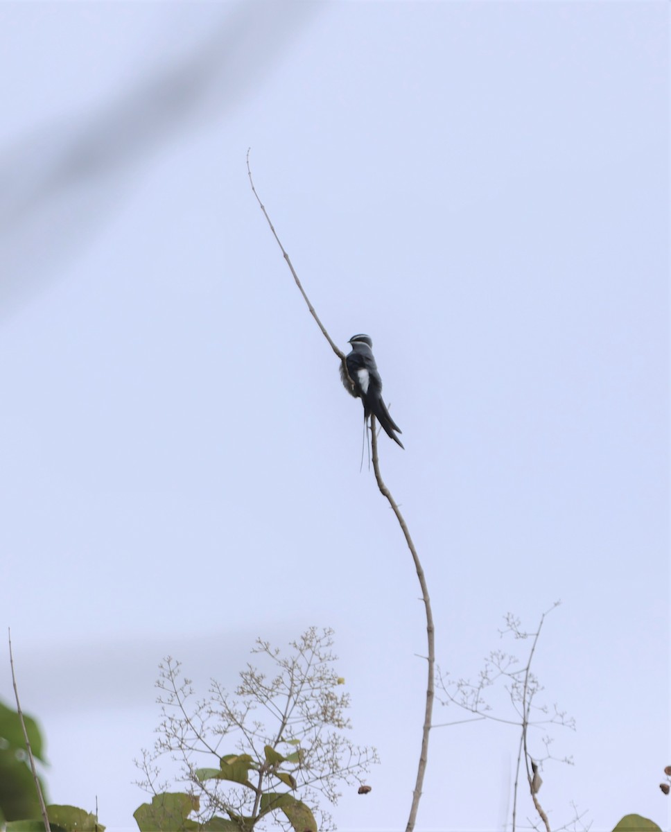 Moustached Treeswift - ML627214862