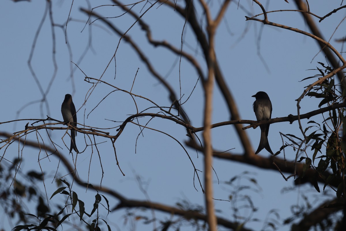 White-bellied Drongo - ML627214876