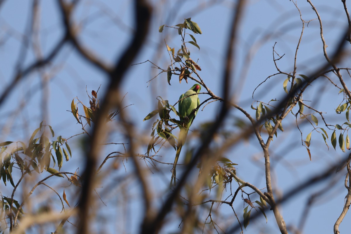 דררה - ML627214911