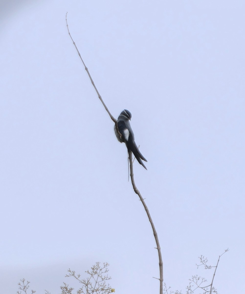 Moustached Treeswift - ML627215035