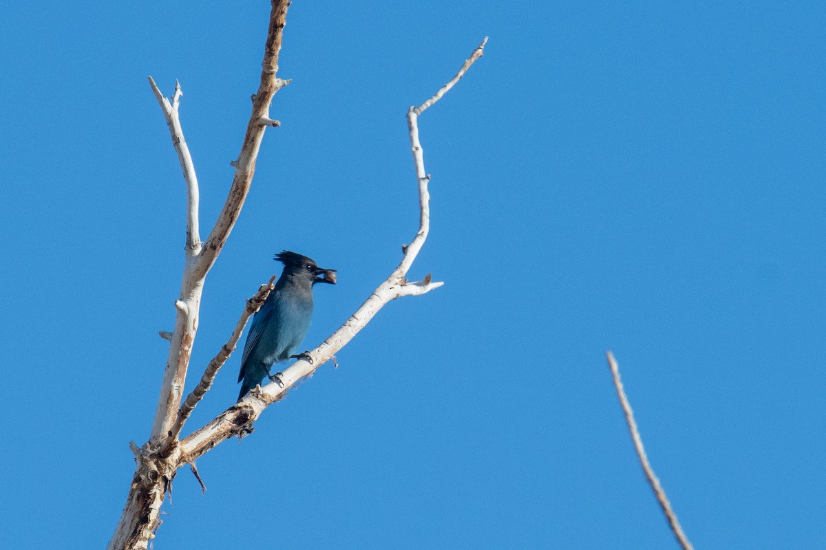 Steller's Jay - ML627215056
