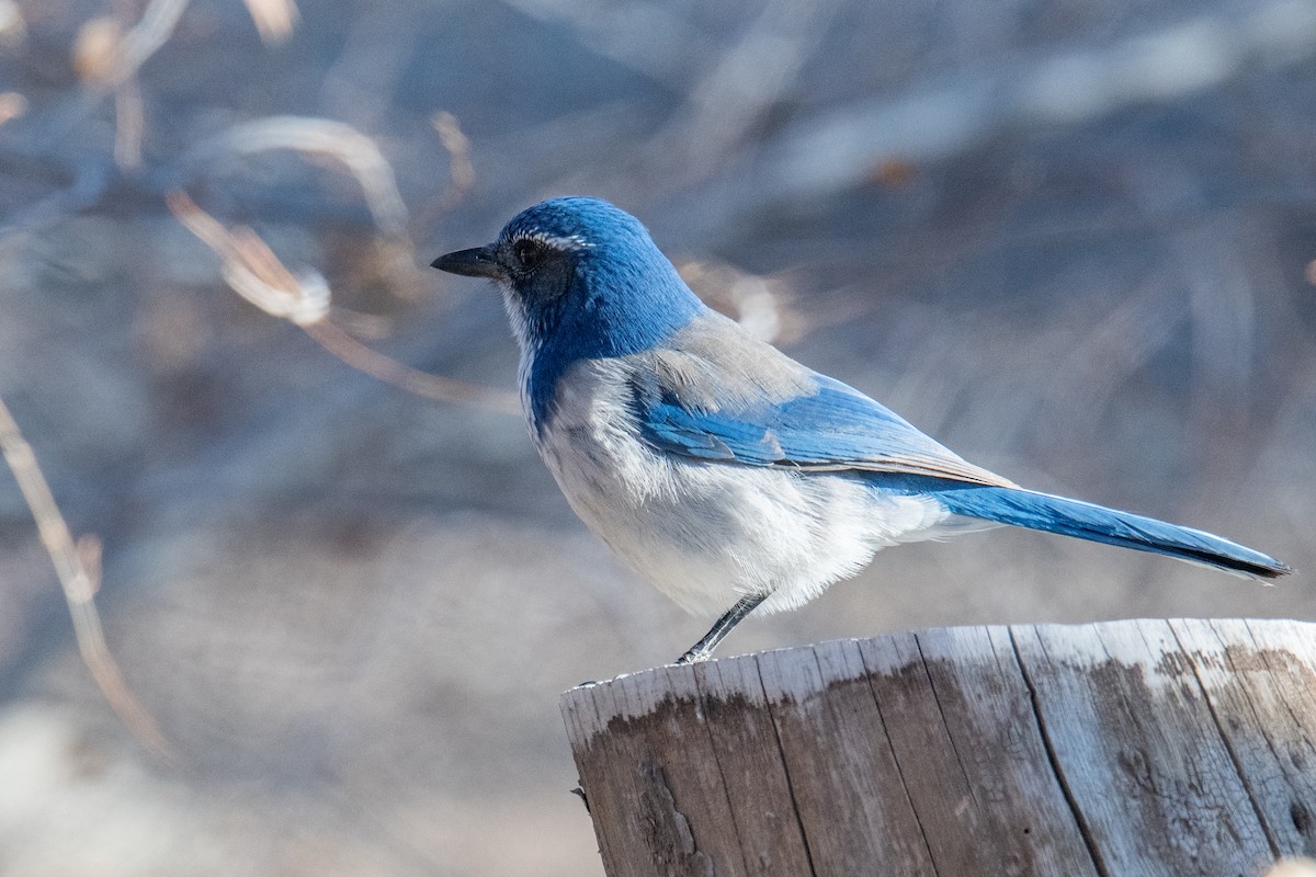 California Scrub-Jay - ML627215082