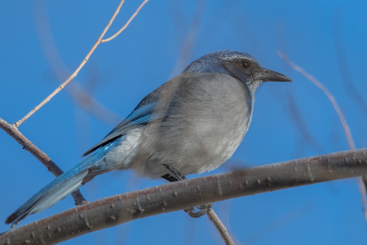 California Scrub-Jay - ML627215083