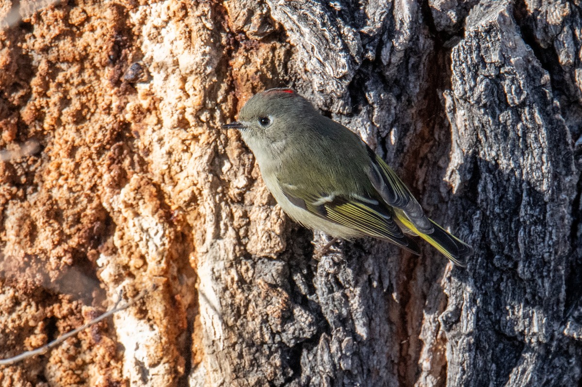 Ruby-crowned Kinglet - ML627215098