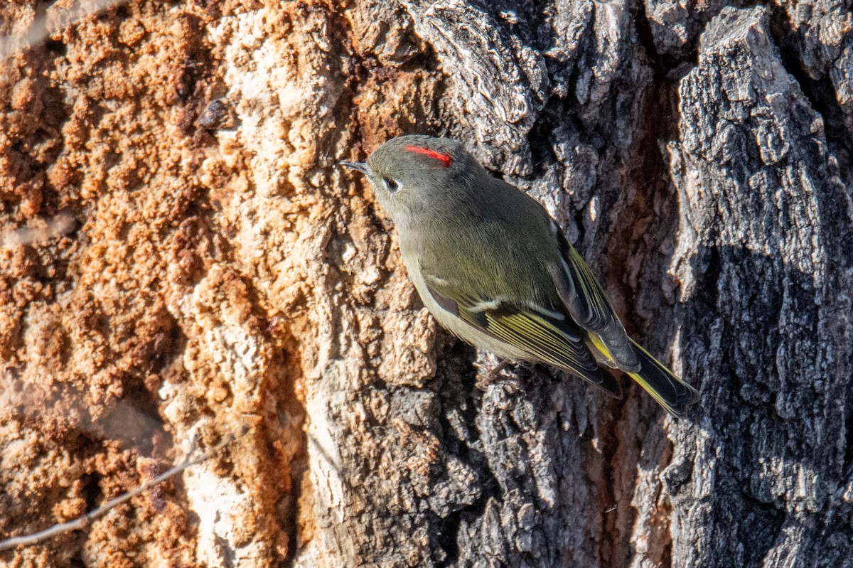 Ruby-crowned Kinglet - ML627215099