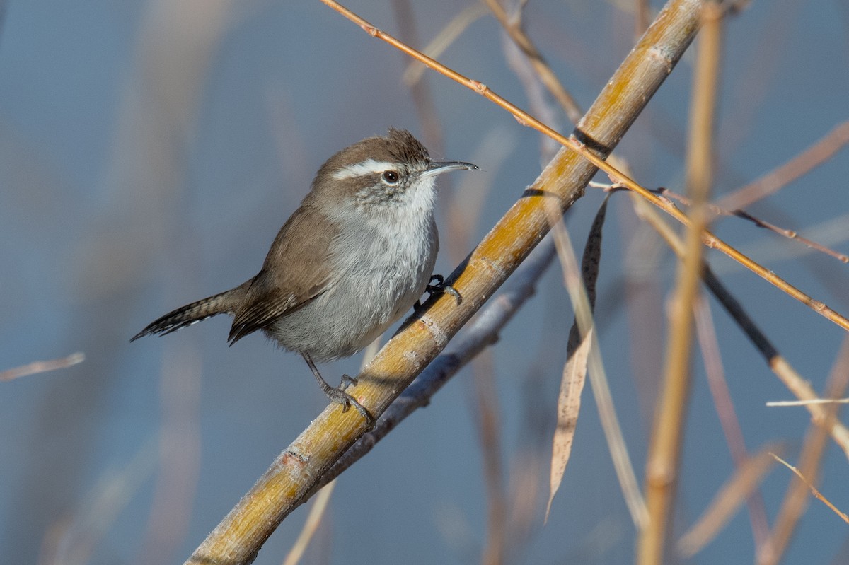 Bewick's Wren - ML627215135