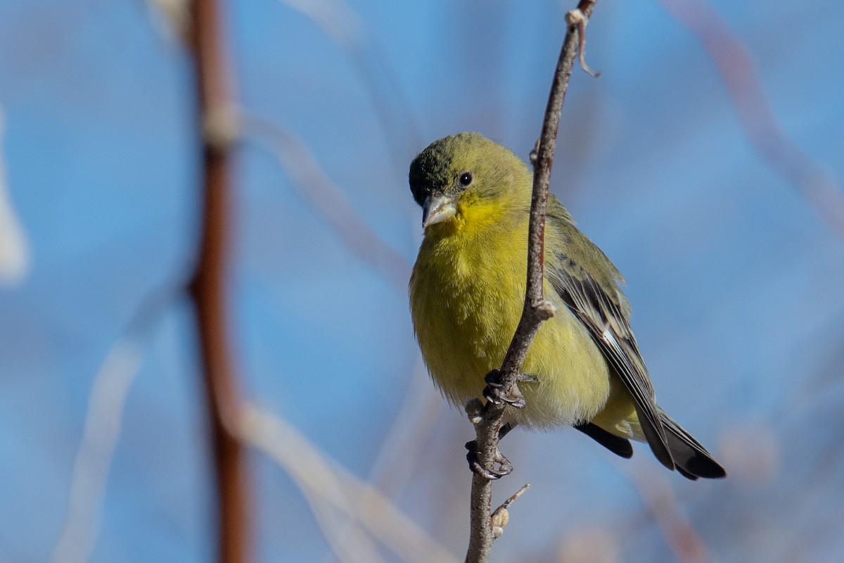 Lesser Goldfinch - ML627215155