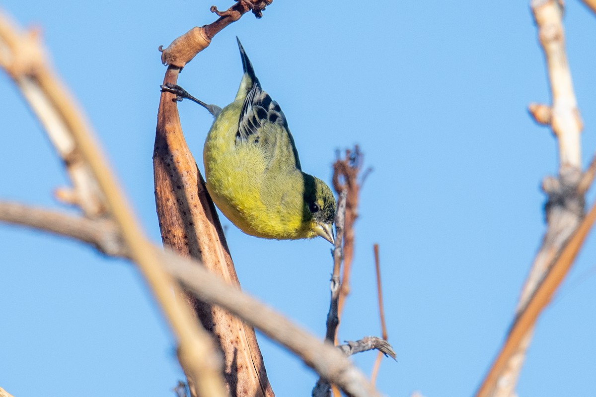 Lesser Goldfinch - ML627215156