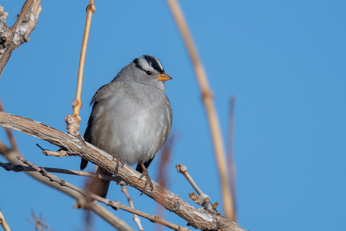 White-crowned Sparrow - ML627215197