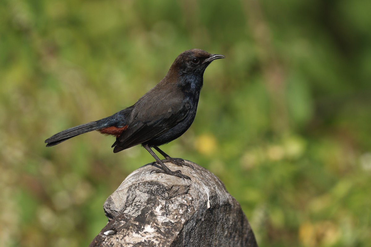 Indian Robin - ML627215201
