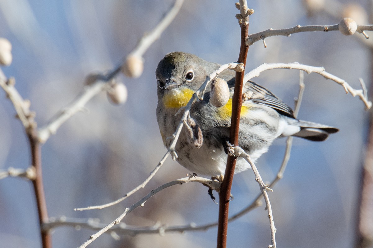 Yellow-rumped Warbler (Audubon's) - ML627215213