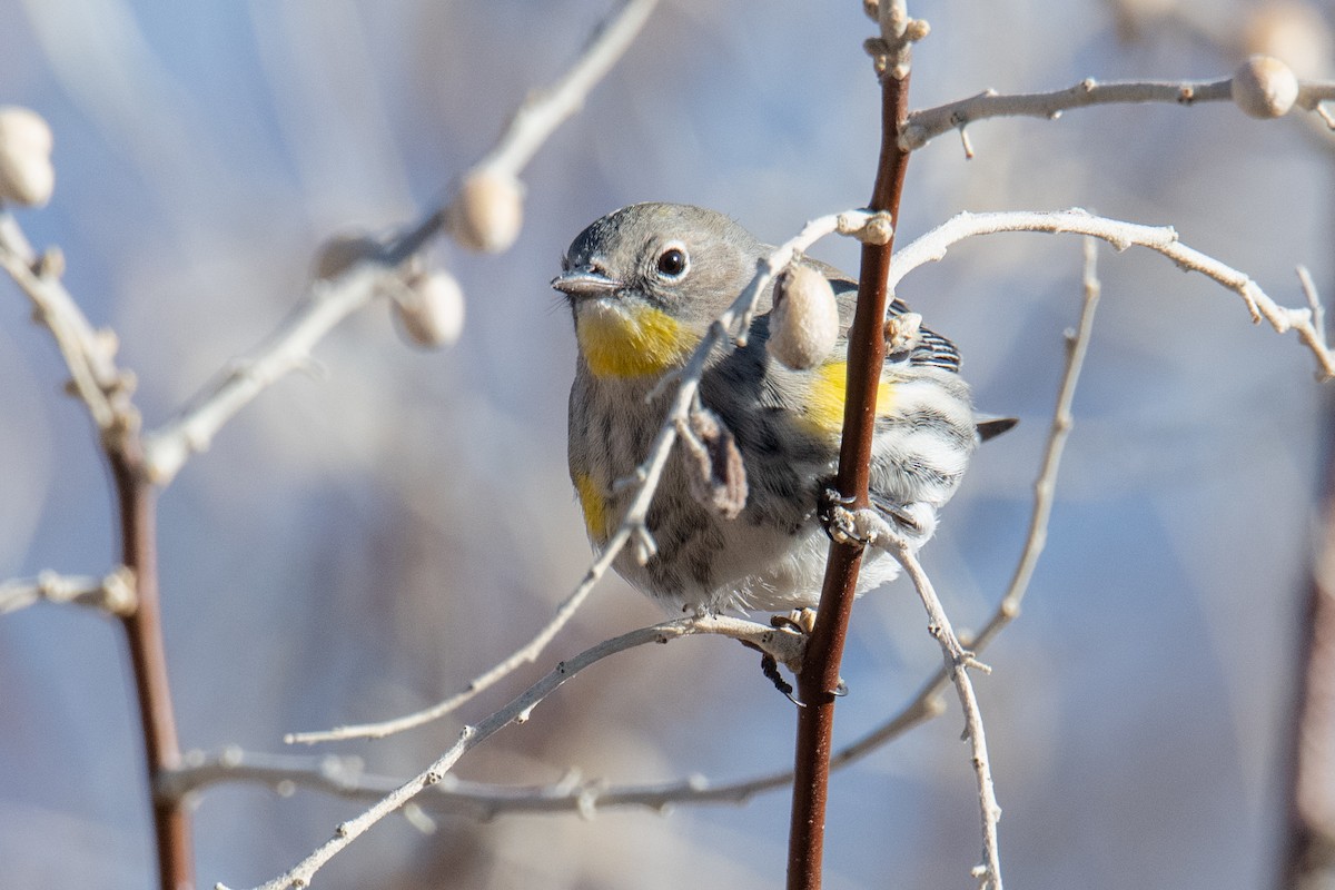 Yellow-rumped Warbler (Audubon's) - ML627215214