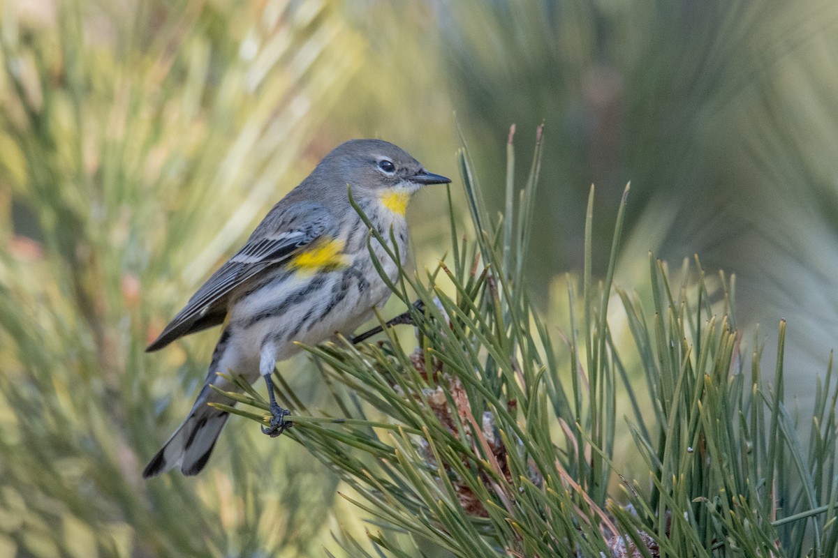 Yellow-rumped Warbler (Audubon's) - ML627215215