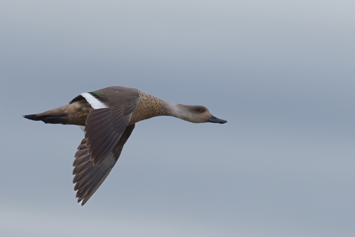 Crested Duck - ML627215464