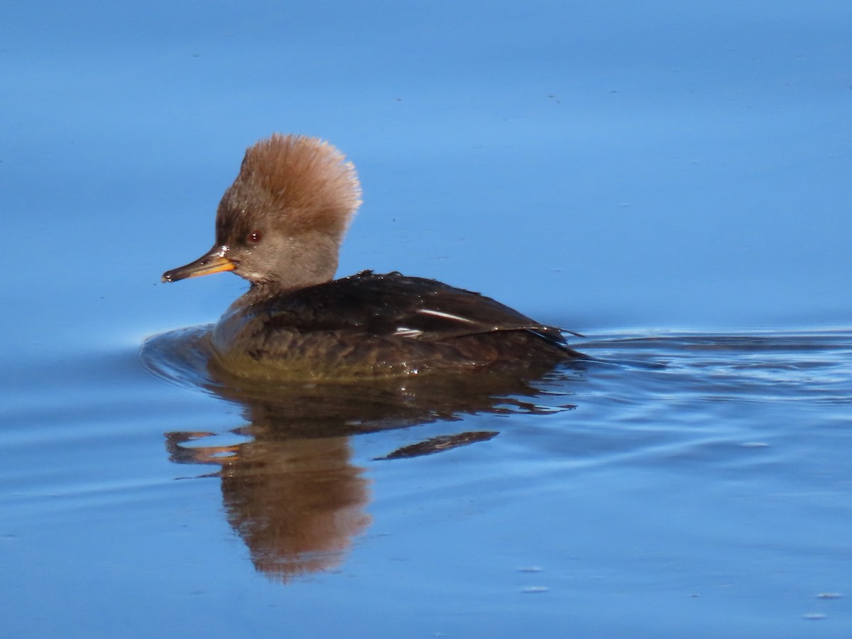 Hooded Merganser - ML627215787