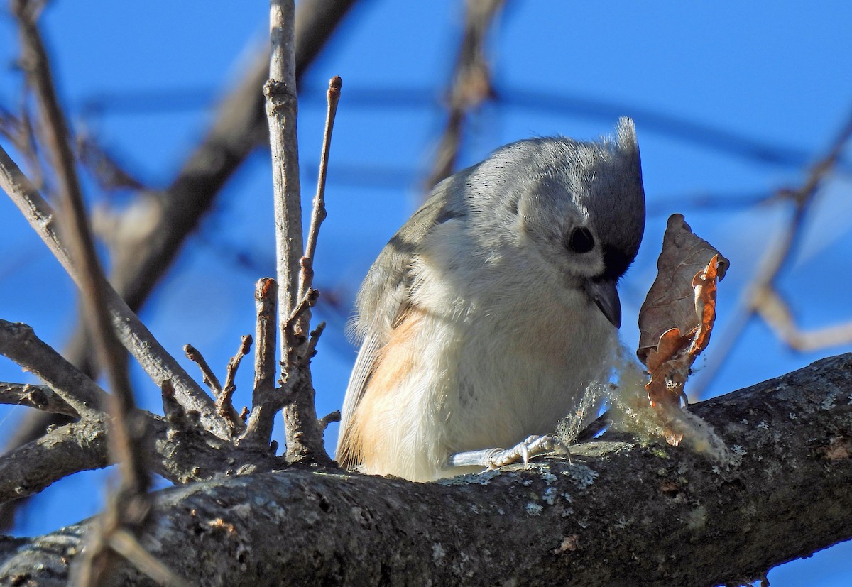 Tufted Titmouse - ML627215811