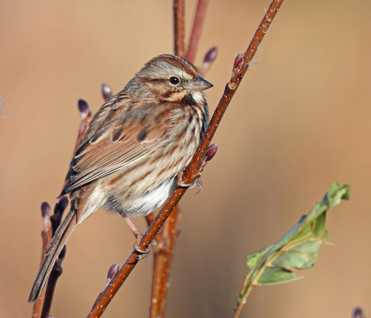 Song Sparrow - ML627215821