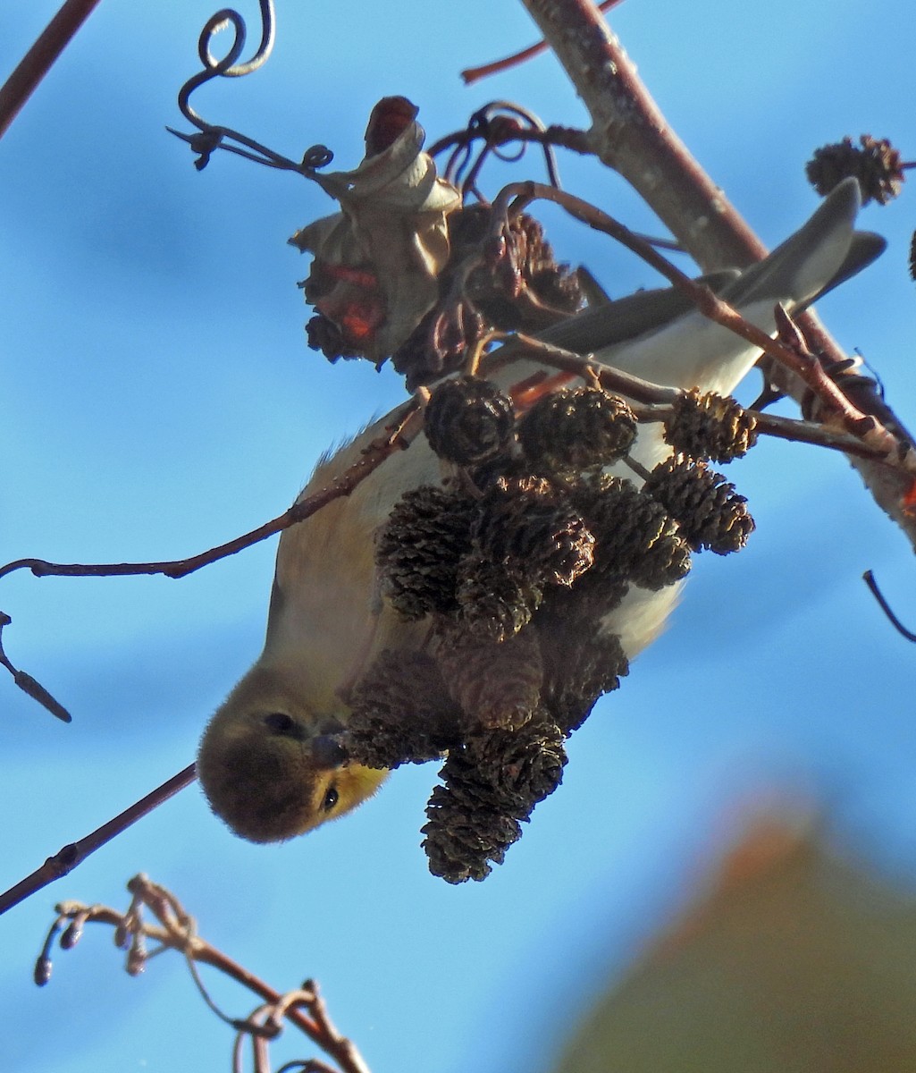 American Goldfinch - ML627216248