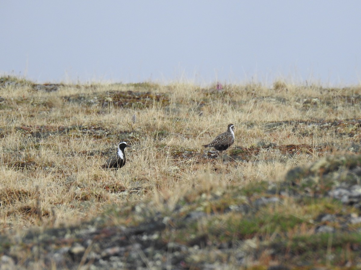 American Golden-Plover - ML627216261