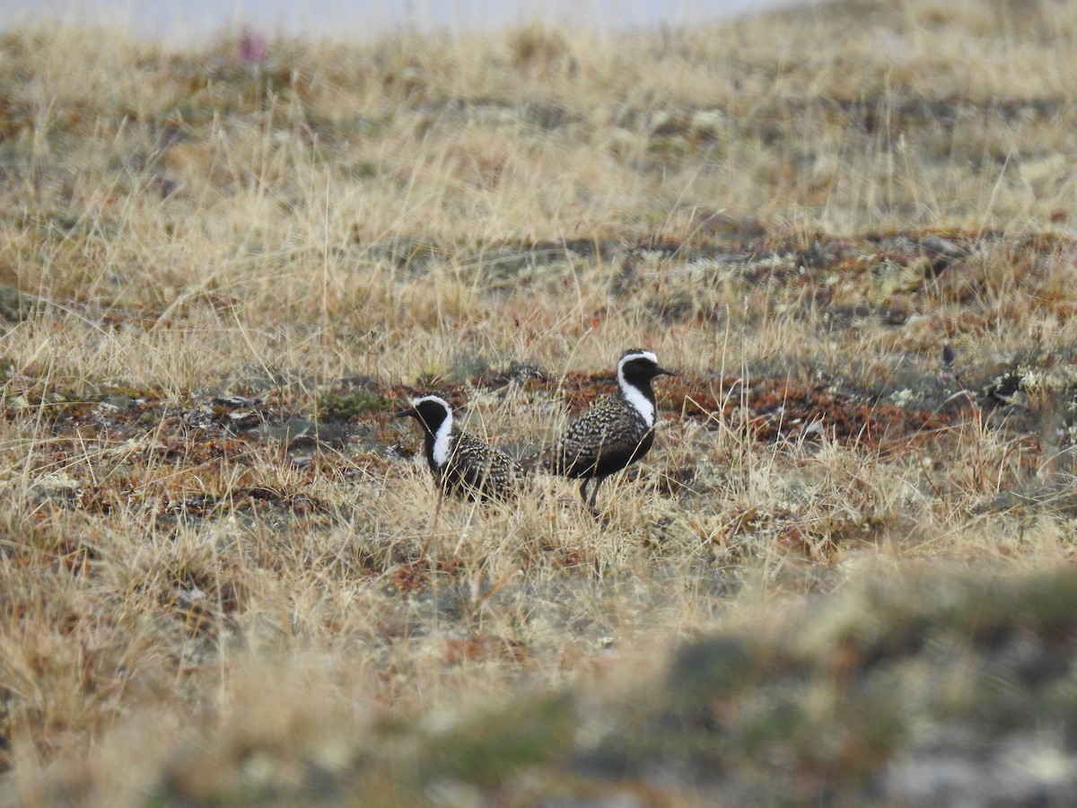 American Golden-Plover - ML627216262