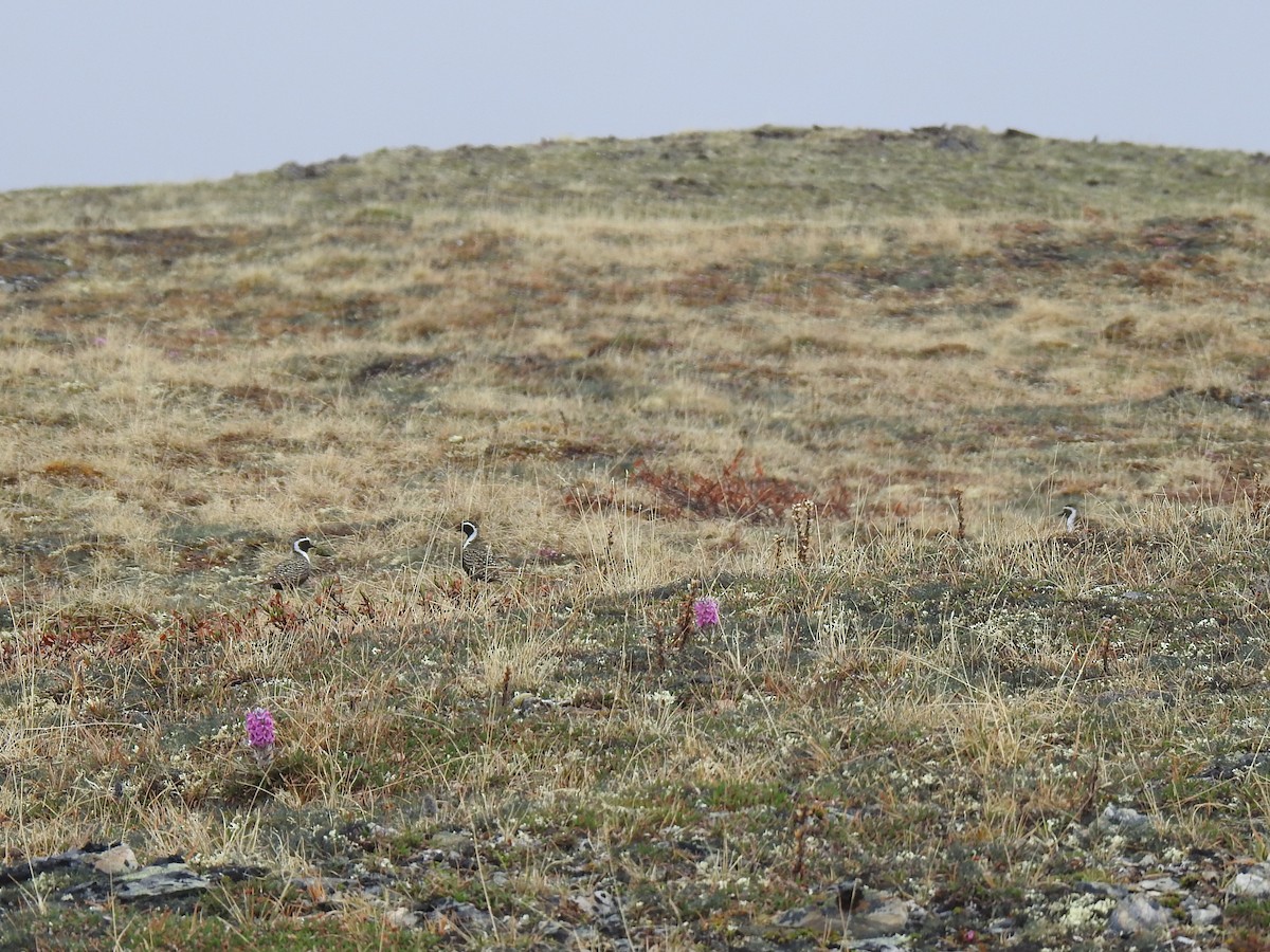 American Golden-Plover - ML627216263