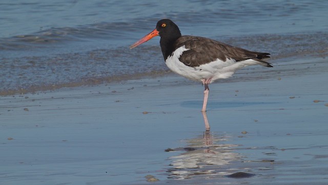 American Oystercatcher - ML627216370
