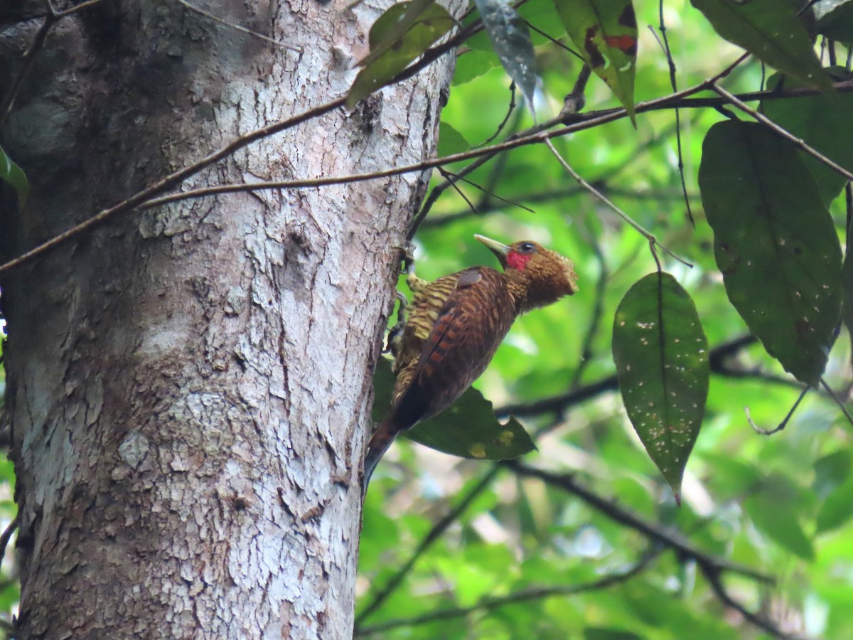 Waved Woodpecker (Waved) - ML627216400