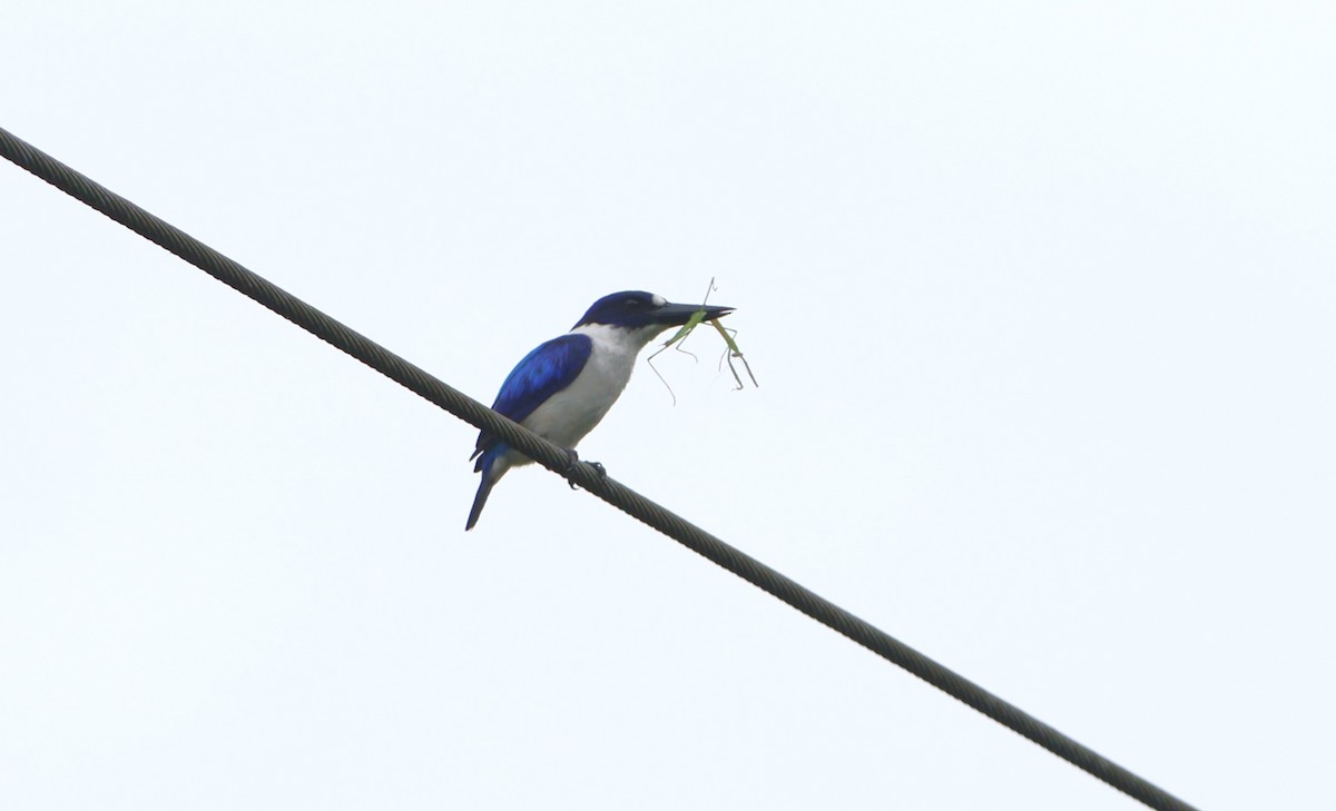 Blue-and-white Kingfisher - ML627216511