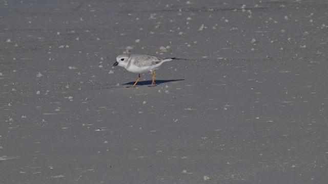 Piping Plover - ML627216532