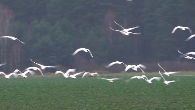 Mute Swan - ML627216819