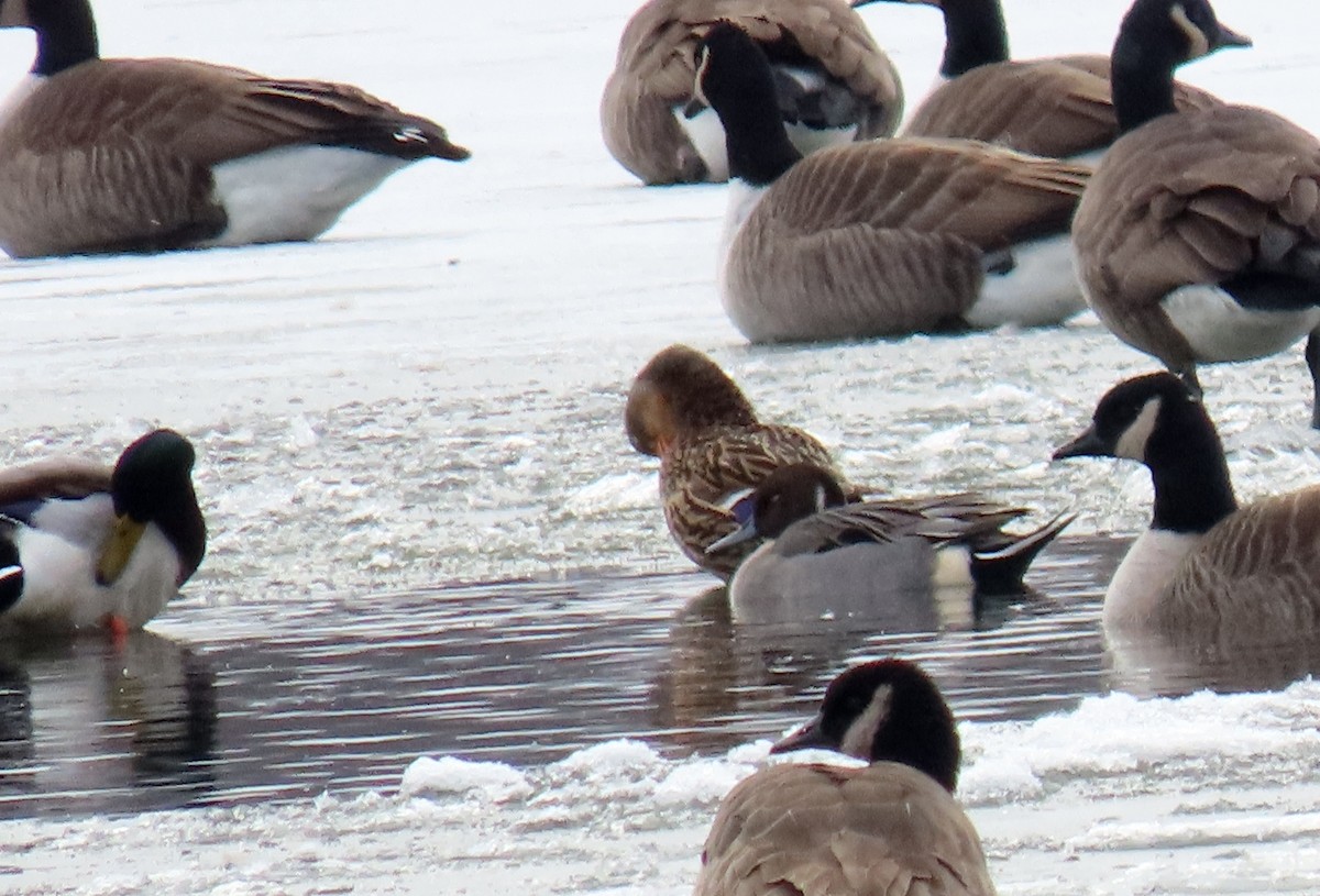 Northern Pintail - ML627216960