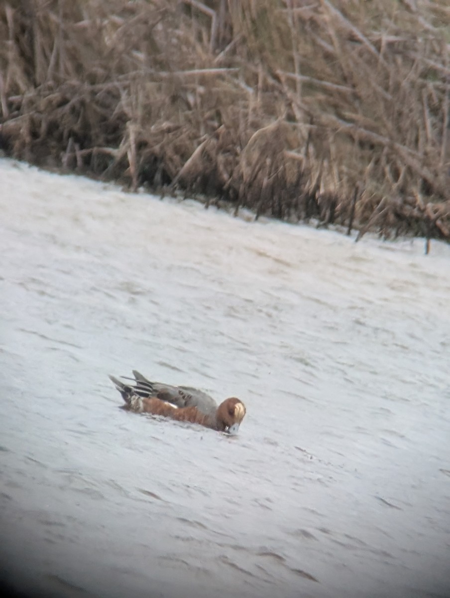 Eurasian Wigeon - ML627217001