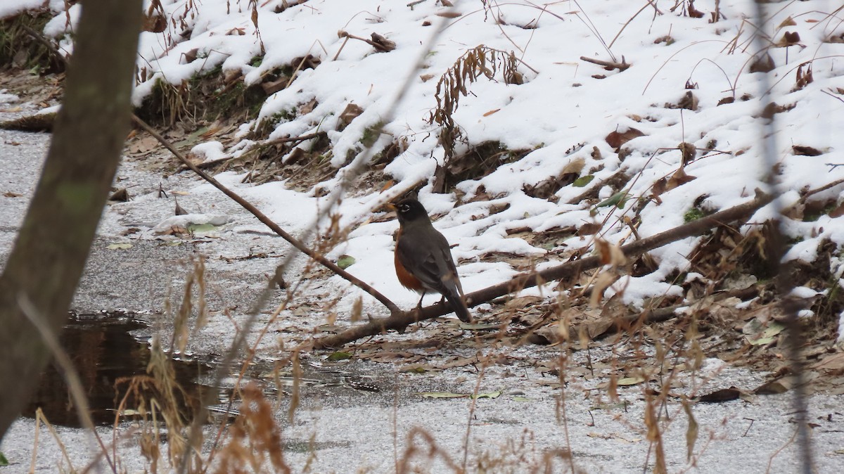 American Robin - ML627217020