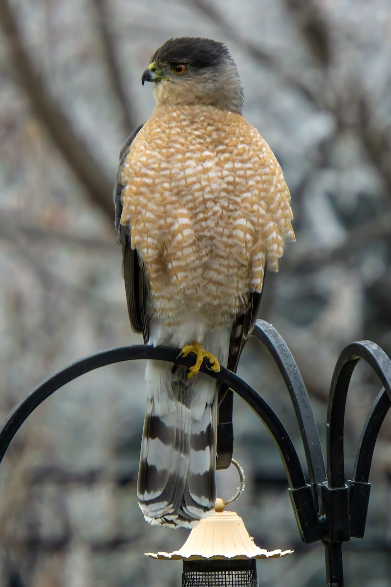 Épervier de Cooper - ML627217058