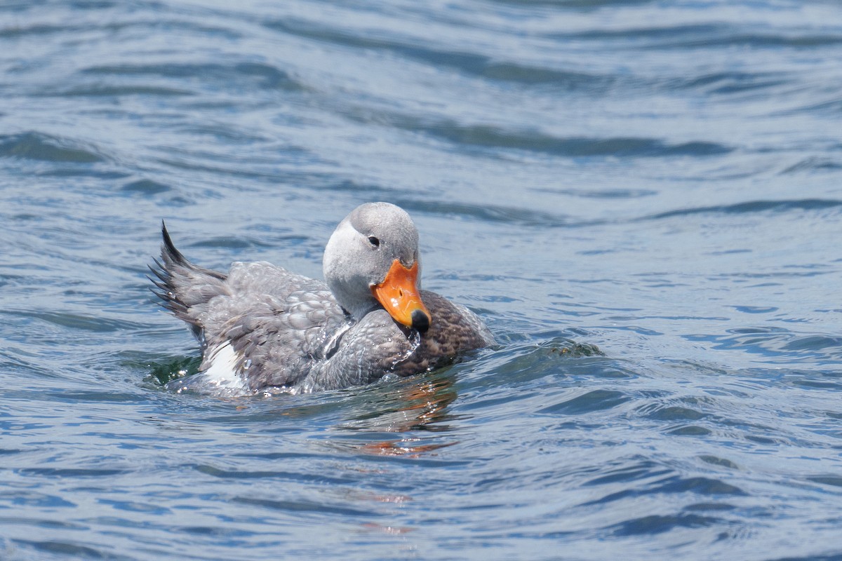 kachyně parníková - ML627217068