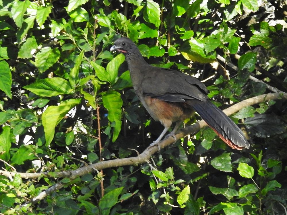 Chachalaca Culirroja - ML627217292