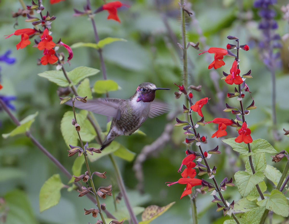 hummingbird sp. - ML627217329