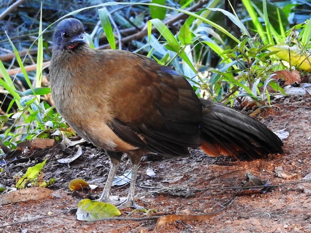 Chachalaca Culirroja - ML627217380