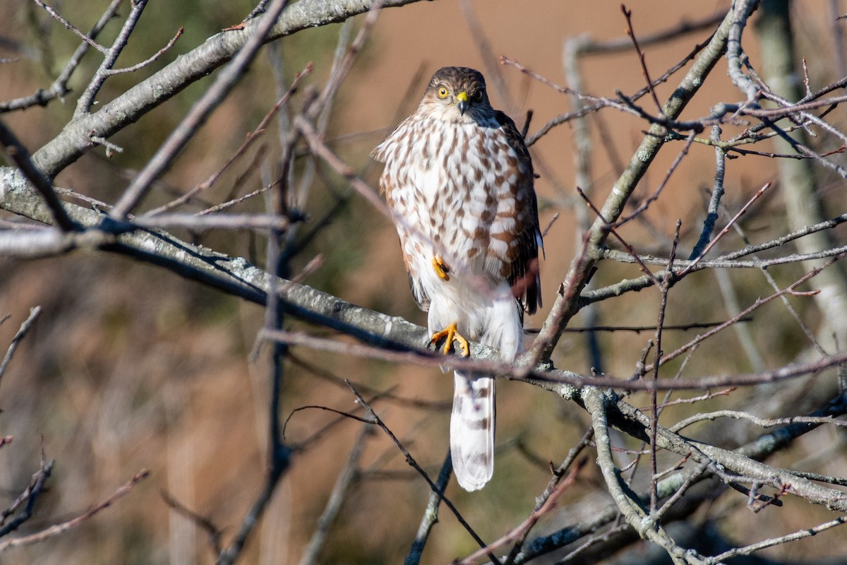 Sharp-shinned Hawk (Northern) - ML627217612