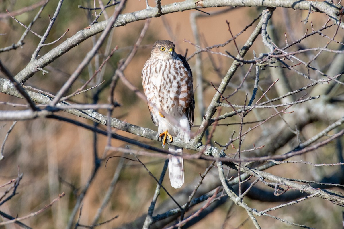 Sharp-shinned Hawk (Northern) - ML627217613