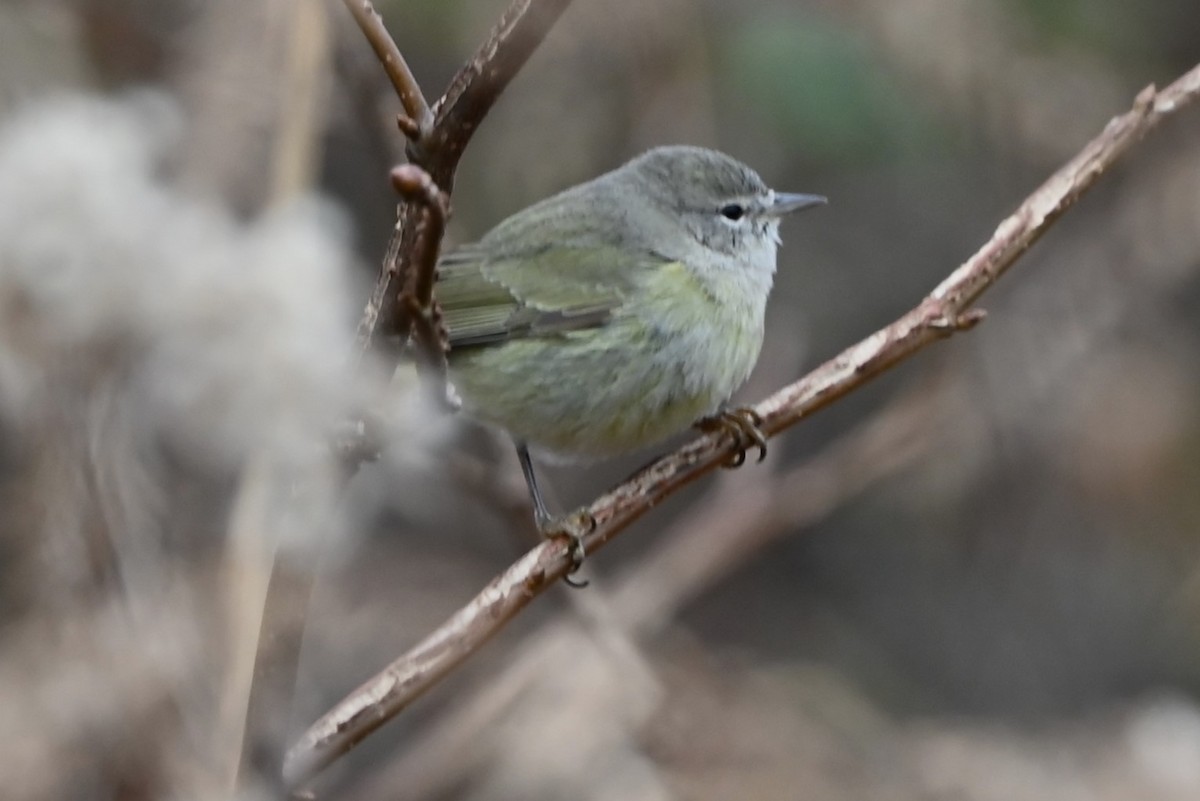 Orange-crowned Warbler - ML627217752