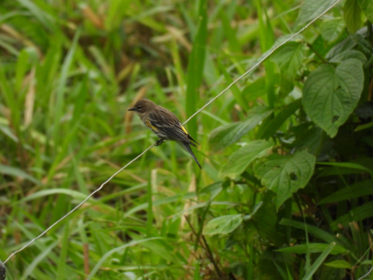 Yellow-rumped Warbler - ML627217765