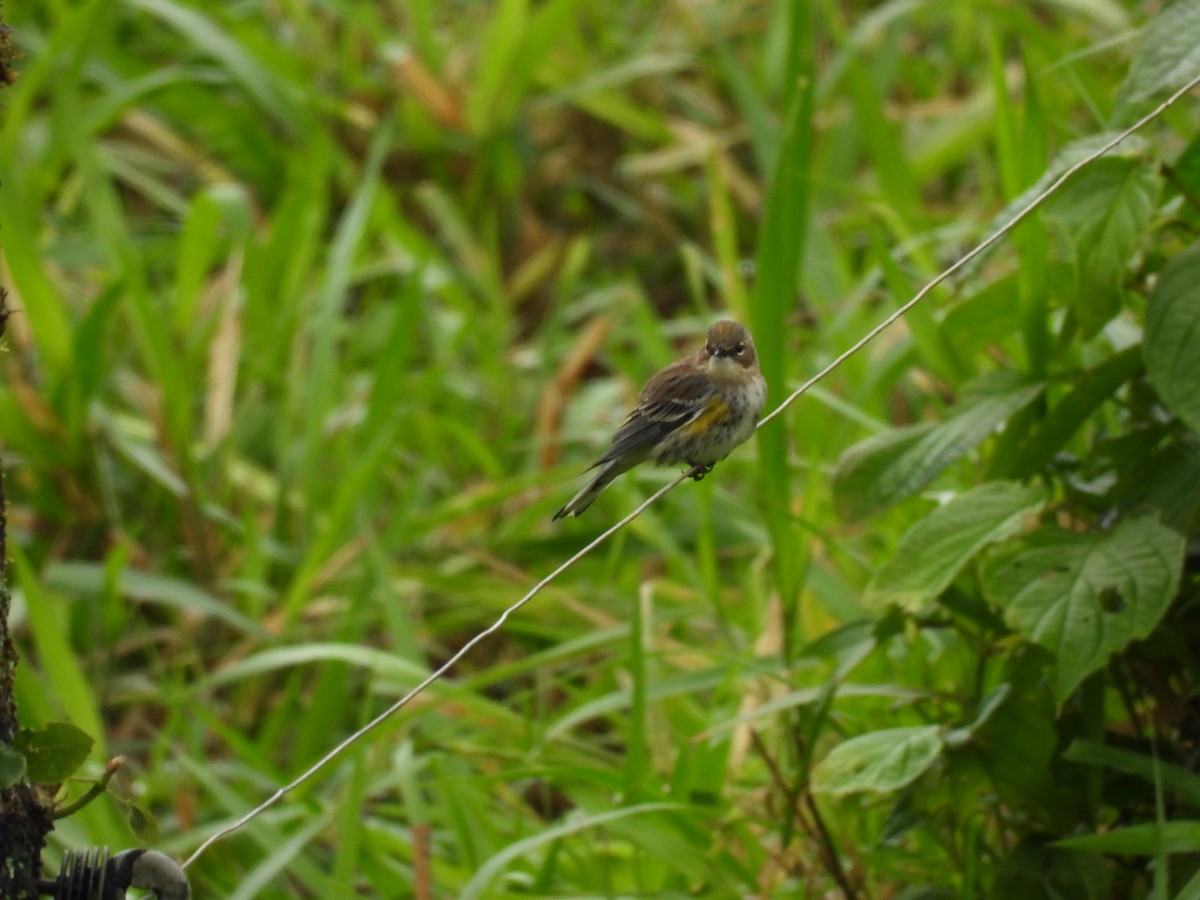 Yellow-rumped Warbler - ML627217766