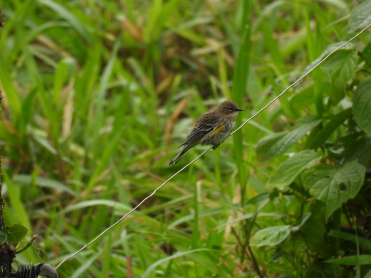 Yellow-rumped Warbler - ML627217767