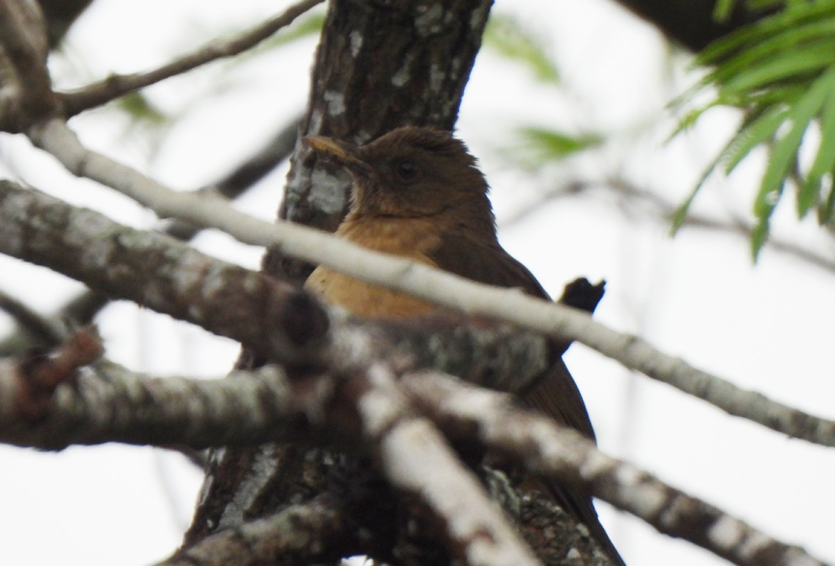 Clay-colored Thrush - ML627217796