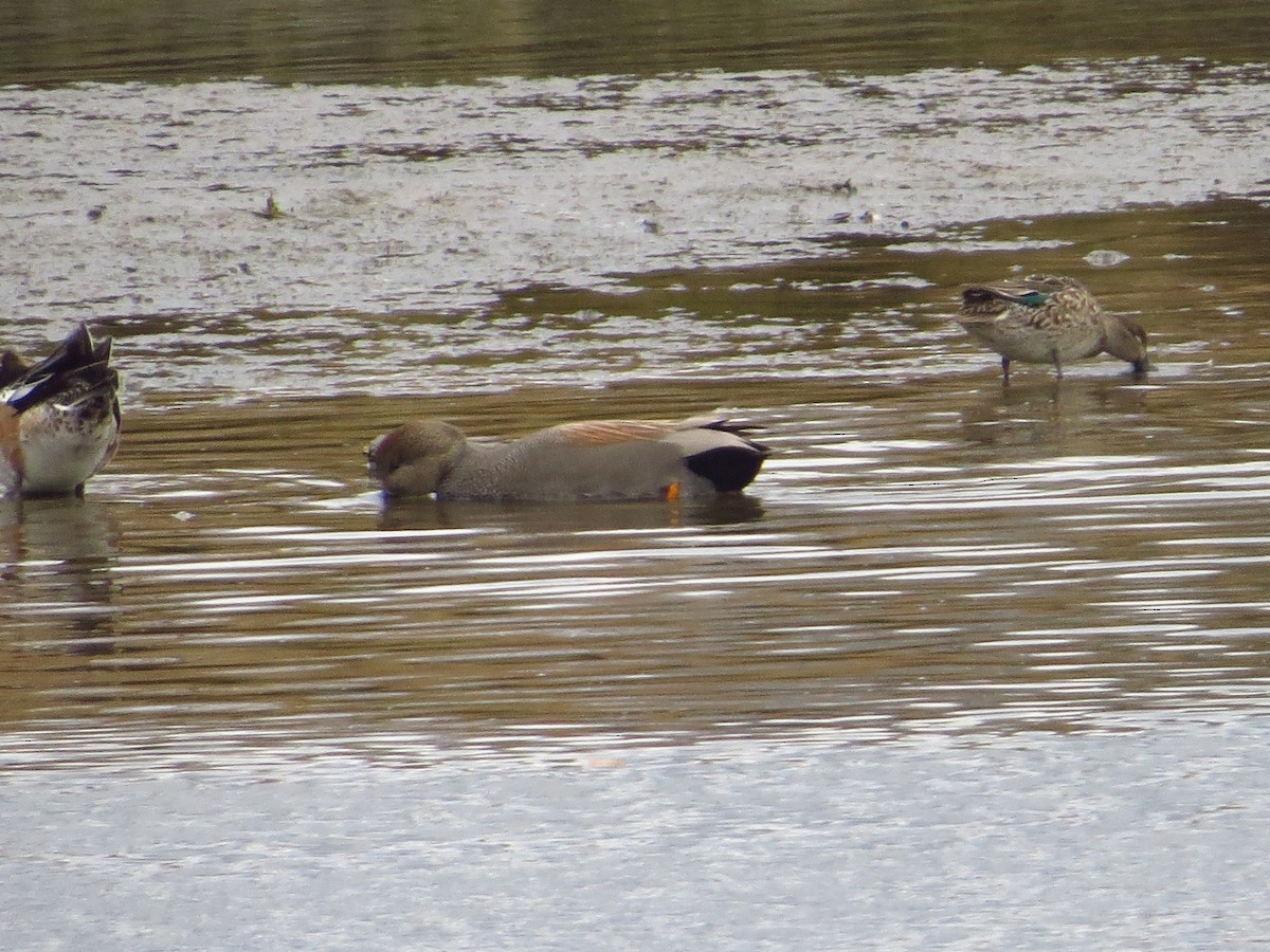 Canard chipeau - ML627217903