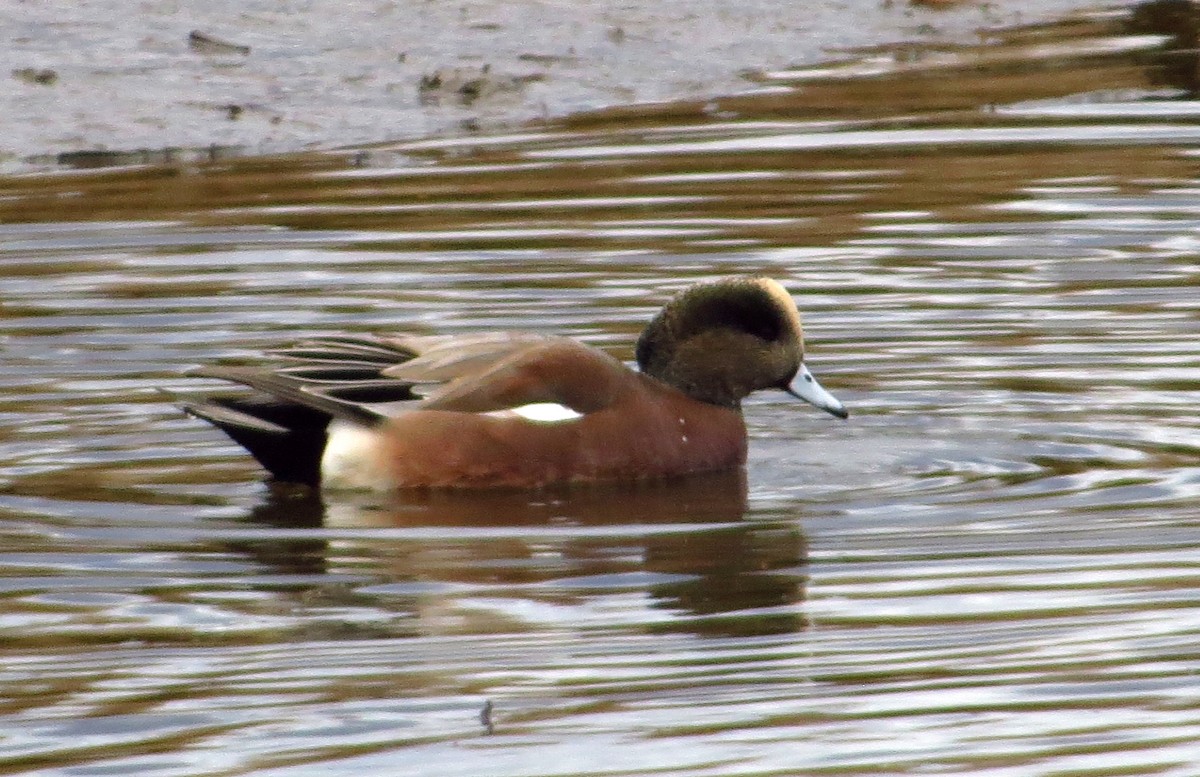 Canard d'Amérique - ML627217909