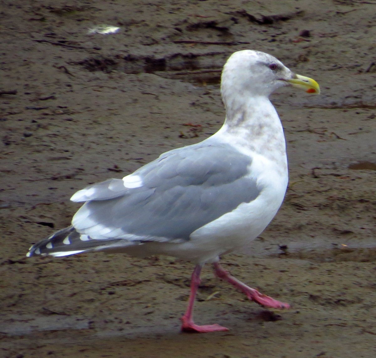 Goéland à ailes grises - ML627217937